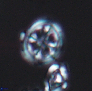 Axopodorhabdus albianus 8128