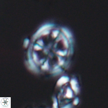 Axopodorhabdus albianus 8128