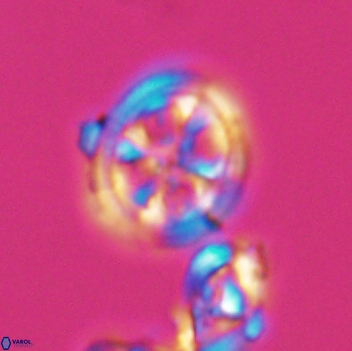 Axopodorhabdus albianus 8129