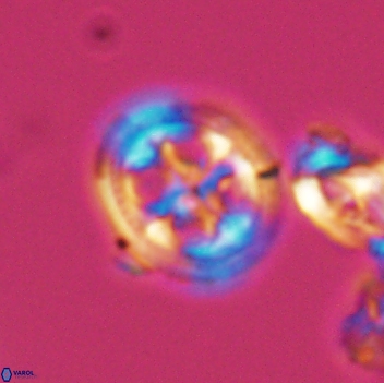 Axopodorhabdus albianus 8122