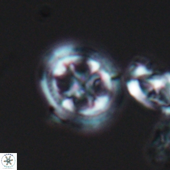 Axopodorhabdus albianus 8123