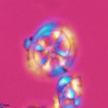 Axopodorhabdus albianus 8130