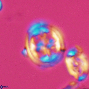 Axopodorhabdus albianus 8132