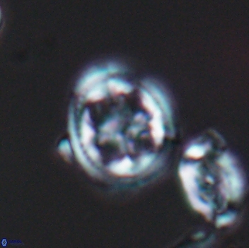 Axopodorhabdus albianus 8133