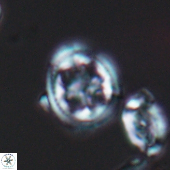 Axopodorhabdus albianus 8133