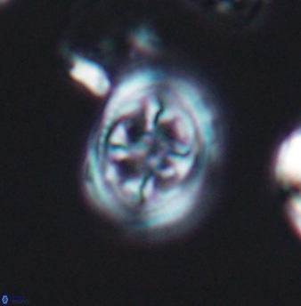 Axopodorhabdus albianus 8247