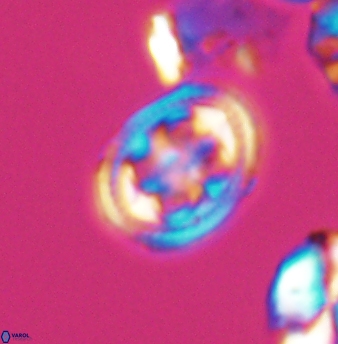 Axopodorhabdus albianus 8249