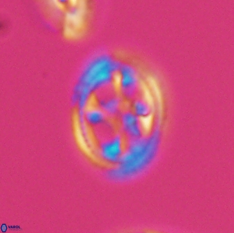 Axopodorhabdus albianus 8326