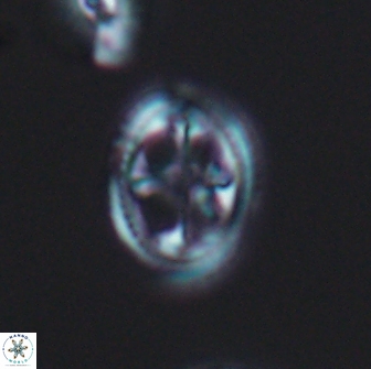 Axopodorhabdus albianus 8327