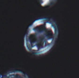 Axopodorhabdus albianus 8328