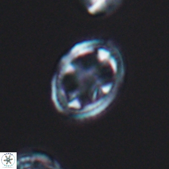 Axopodorhabdus albianus 8328