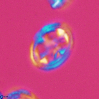 Axopodorhabdus albianus 8329