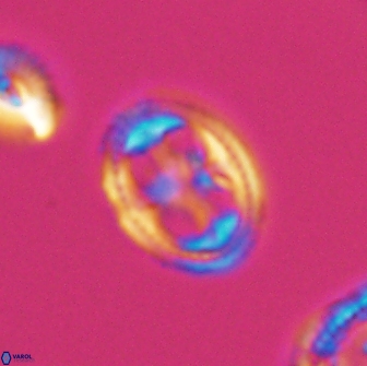 Axopodorhabdus albianus 8323