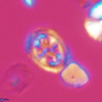 Axopodorhabdus albianus 8524