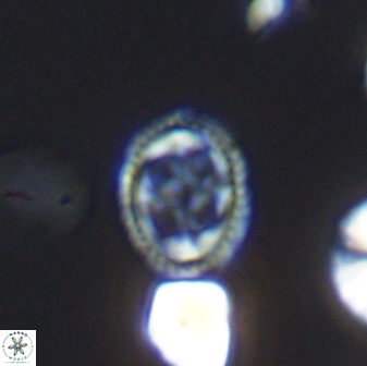 Axopodorhabdus albianus 8526