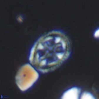 Axopodorhabdus albianus 8527