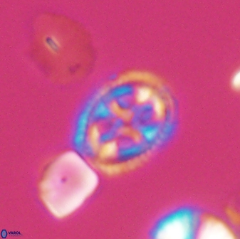 Axopodorhabdus albianus 8528