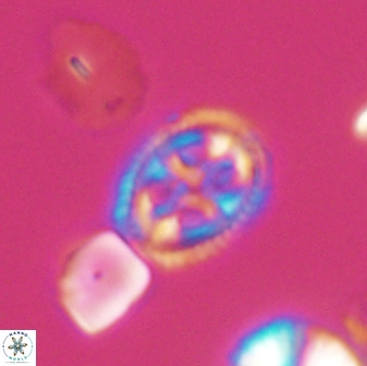 Axopodorhabdus albianus 8528