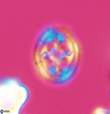 Axopodorhabdus albianus 11278