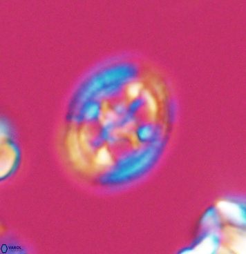 Axopodorhabdus albianus 11283