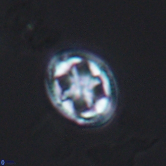 Axopodorhabdus albianus 12801