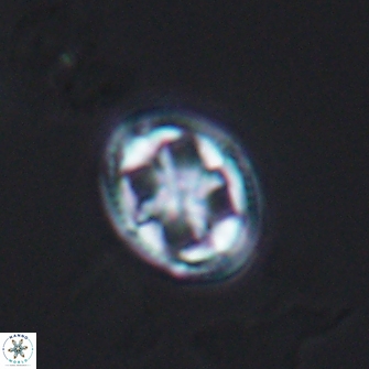 Axopodorhabdus albianus 12801