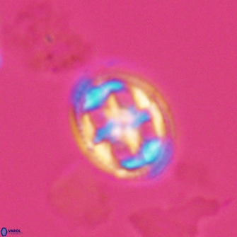 Axopodorhabdus albianus 12802