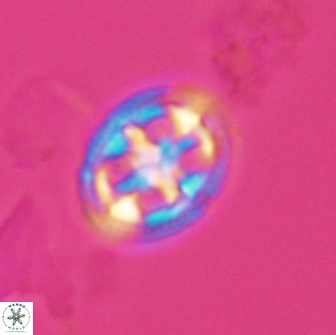 Axopodorhabdus albianus 12806