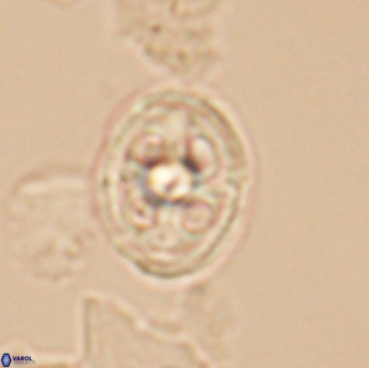 Axopodorhabdus albianus 12807