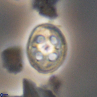 Axopodorhabdus albianus 12808