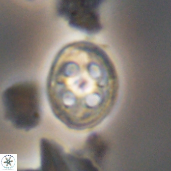 Axopodorhabdus albianus 12808