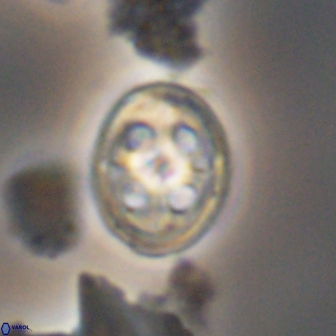 Axopodorhabdus albianus 12809