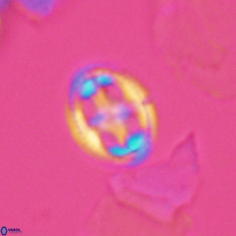 Axopodorhabdus albianus 12812