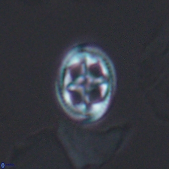 Axopodorhabdus albianus 12813