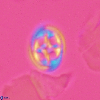 Axopodorhabdus albianus 12814