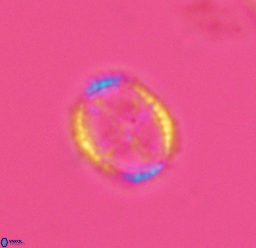 Axopodorhabdus cylindratus 2954