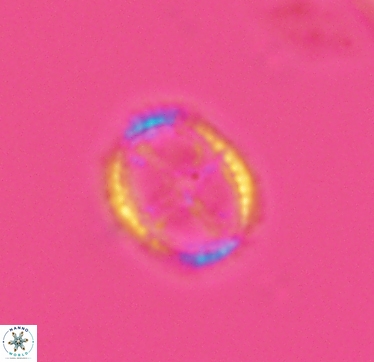 Axopodorhabdus cylindratus 2954