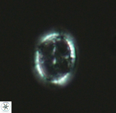 Axopodorhabdus cylindratus 2952
