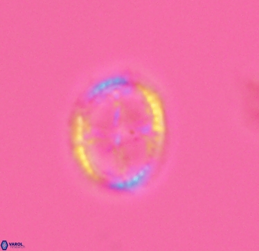 Axopodorhabdus cylindratus 2953