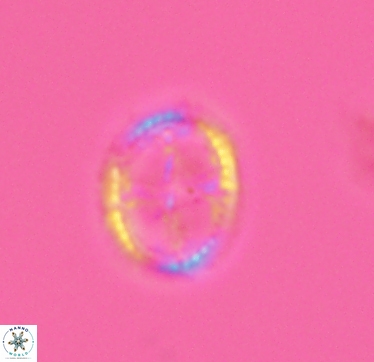 Axopodorhabdus cylindratus 2953