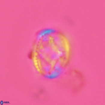 Axopodorhabdus dietzmannii 3624