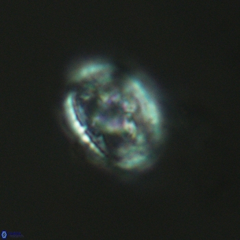 Axopodorhabdus dietzmannii 3625