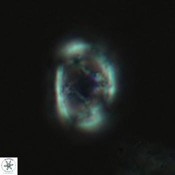 Axopodorhabdus dietzmannii 3628