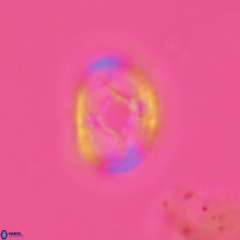 Axopodorhabdus dietzmannii 3629