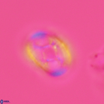 Axopodorhabdus dietzmannii 3634