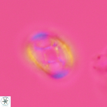 Axopodorhabdus dietzmannii 3634
