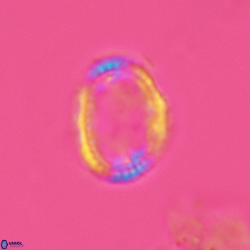 Axopodorhabdus dietzmannii 3630