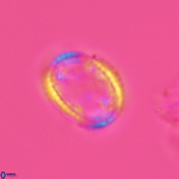 Axopodorhabdus dietzmannii 3632