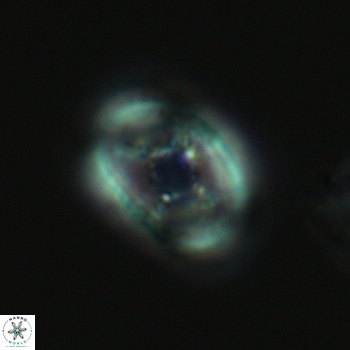 Axopodorhabdus dietzmannii 3633