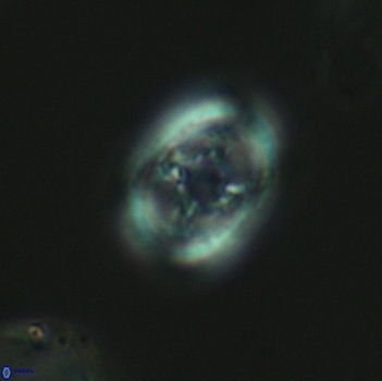 Axopodorhabdus dietzmannii 3641